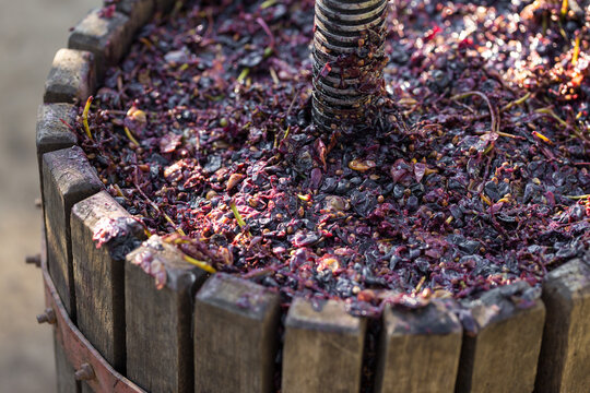 Winepress with red must and helical screw. Production of traditional Italian wines, crushing of grapes.
