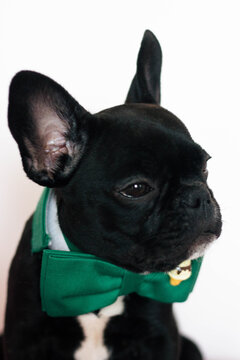 Cute french bulldog with green bow tie