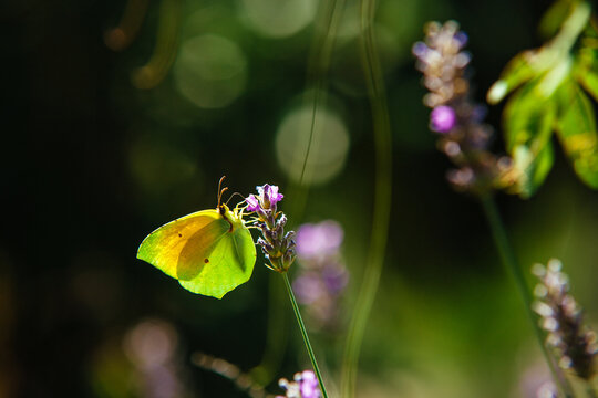 Green butterfly on a lavender