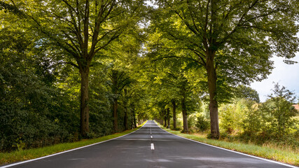 Fototapeta na wymiar Tree-lined avenue through Thuringia on summer day