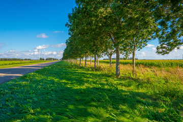 Fototapeta na wymiar Sunflowers growing in a green grassy field under a blue sky in sunlight at fall, Almere, Flevoland, The Netherlands, September 24, 2020