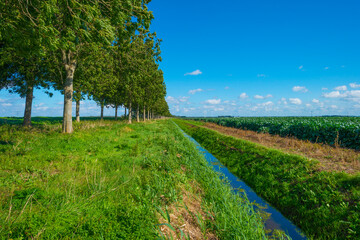 Vegetables in an agricultural field in the countryside under a blue cloudy sky in sunlight in autumn, Almere, Flevoland, The Netherlands, September 24, 2020