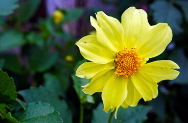 Yellow Dahlia flower