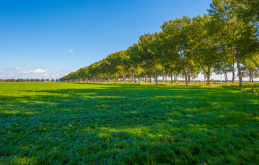 Obraz premium Fields and trees in a green grassy landscape under a blue sky in sunlight at fall, Almere, Flevoland, Netherlands, September 24, 2020
