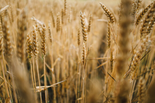 Golden Wheat
