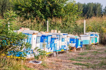 Fototapeta na wymiar Hives are placed on the field next to the forest 