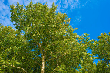 Fields and trees in a green grassy landscape under a blue sky in sunlight at fall, Almere, Flevoland, Netherlands, September 24, 2020