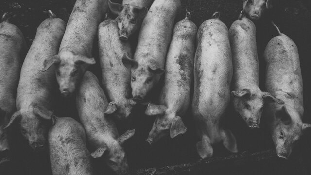 Almost Abstract BW Photo of Domestic Pigs