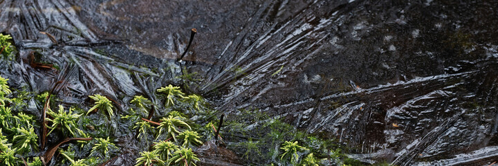 Moss and ice close-up. Natural background with green moss and frozen water during frosts. Cold weather in the forest. Wide panoramic texture with patterns on the ice surface. Northern nature.