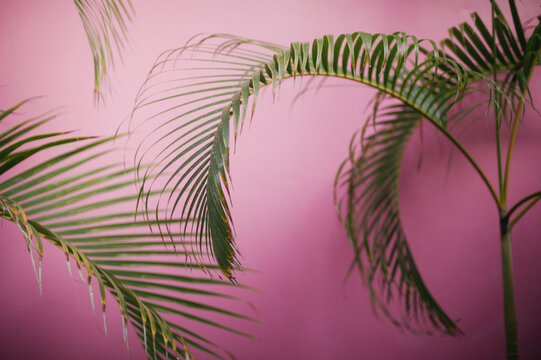 Simple Palm Tree curved leaves and bright pink concrete wall background