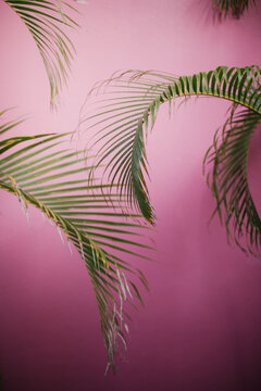 Simple Palm Tree curved leaves and bright pink concrete wall background