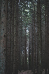 Moody forest