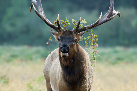 Roosevelt bull Elk with grass on his antlers preparing to engage in antler wrestling