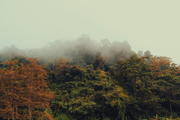 Forest and fog beautiful nature backgrounds
