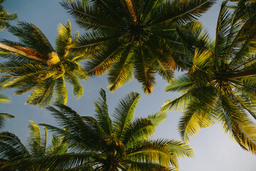 Looking up to palm crowns