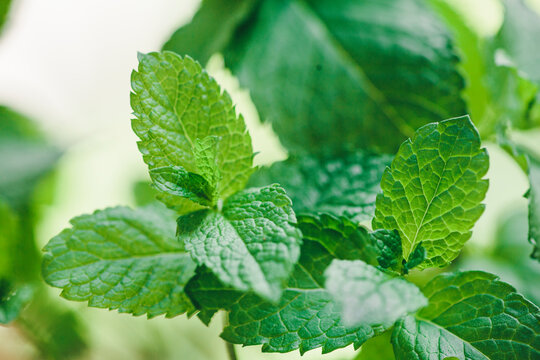 Fresh peppermint growing at home
