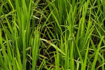 Fototapeta na wymiar Dragonflies on green rice leaves
