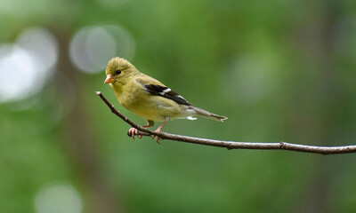 Juvenile American Goldfinch on a Beech tree branch