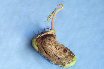 Sprouted mango bone shaped like a computer mouse on a blue cloth background. Sustainable technology.