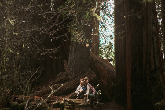 in the redwoods