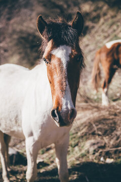 Wild horses, Kazakhstan