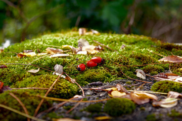 A rose hips on the moss