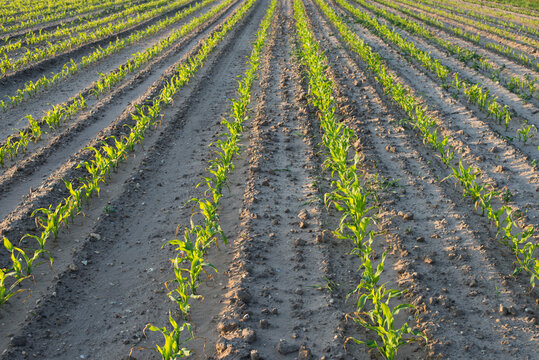Field of green shoots in rows