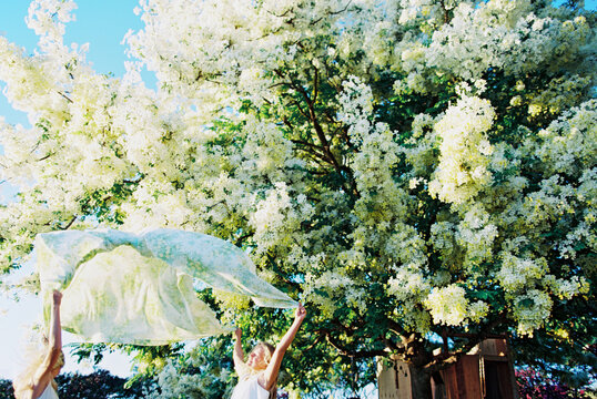 two blonde girls throwing vintage floral sheet in air under flowering shower tree
