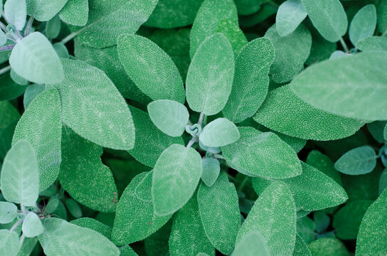 sage