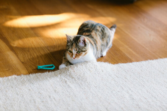 Cat playing with legs under the carpet