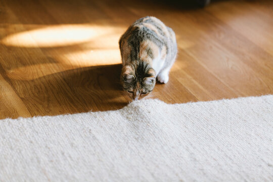 Cat checking what is under the carpet in sunny living room