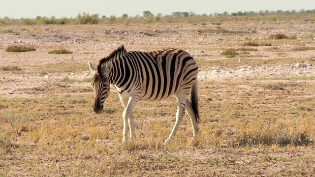 Zebras laufen im wundersch&ouml;nen Sonnenlicht durch den Etosha Nationalpark.
