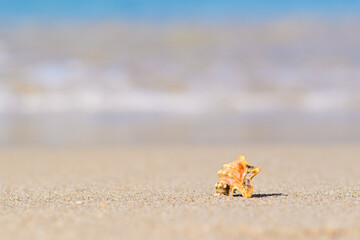 Fototapeta na wymiar A very small beautiful shell stands on the sand. Shell on the seashore. Focusing on the shell.