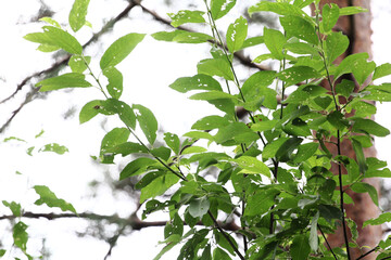 Fototapeta premium isolated leaves of bird cherry eaten by insects on white background