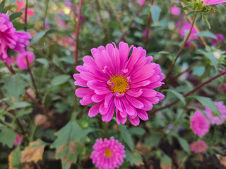Fototapeta premium Pink flower of an aster