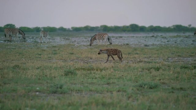 Eine Gruppe von Hy&auml;nen streift durch den Etosha-Nationalpark auf der Suche nach Nahrung.
Eine andere Hy&auml;ne liegt in der Sonne und macht ein Nickerchen. Eine dritte k&auml;mpft mit einem Schakal um Beute.