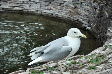 A Seagull sits on a pond. Wildlife. Summer background.
