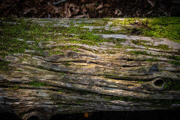 Fototapeta na wymiar Texture of Mossy Log