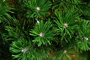 Spruce close-up. Coniferous forest. Textured background.