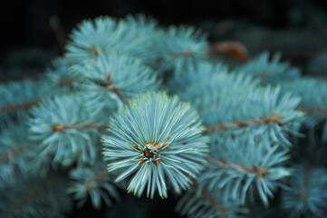 Spruce close-up. Coniferous forest. Textured background.