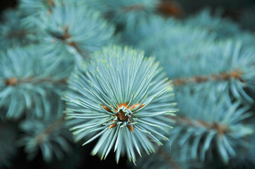 Spruce close-up. Coniferous forest. Textured background.