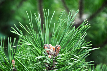 Spruce close-up. Coniferous forest. Textured background.