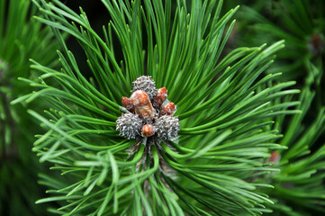 Spruce close-up. Coniferous forest. Textured background.
