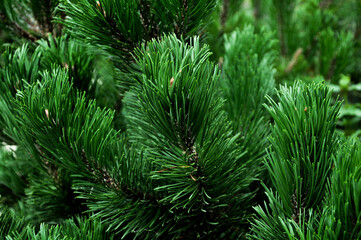 Spruce close-up. Coniferous forest. Textured background.