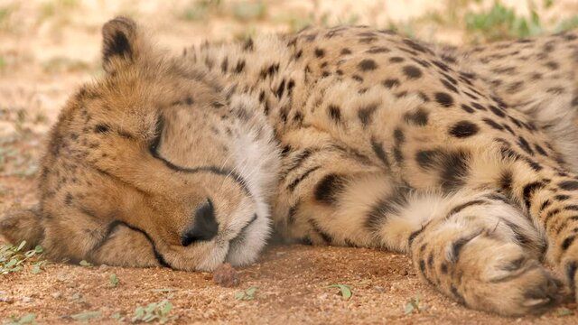 Verschiedene Geparde liegen auf dem Boden und entspannen sich, chillen, relaxen oder schlafen. Ein Gepard schaut in die Ferne.