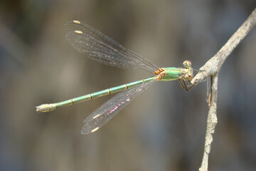 Western Willow Spreadwing (Chalcolestes viridis)