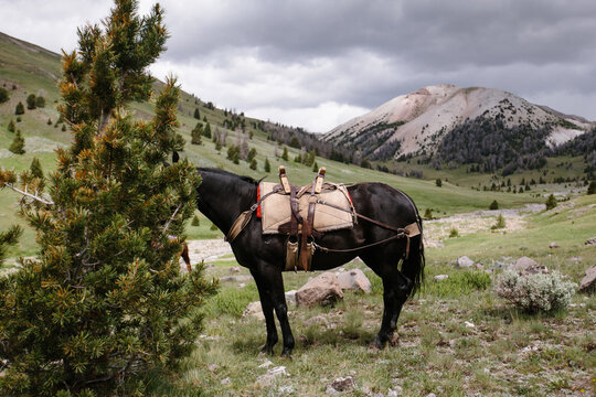 Hiding horse with pack tied to tree