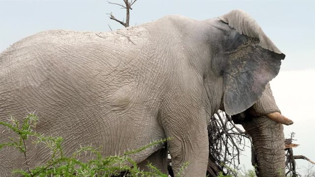 Elefant frisst Gras im Sonnenuntergang