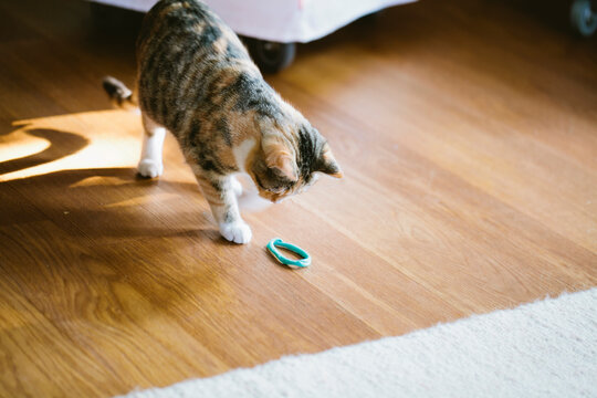 Playing cat and her tail shadow