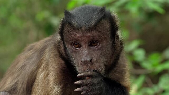 S&uuml;&szlig;er Affe lutscht an seinem Daumen